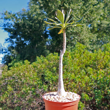 Adenium socotranum desert rose