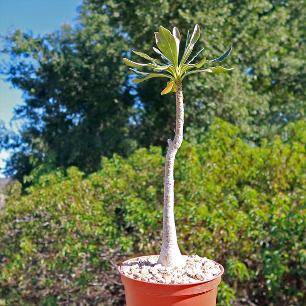 succulent seeds near me Adenium socotranum desert rose 2 Gal. (Dormancy)