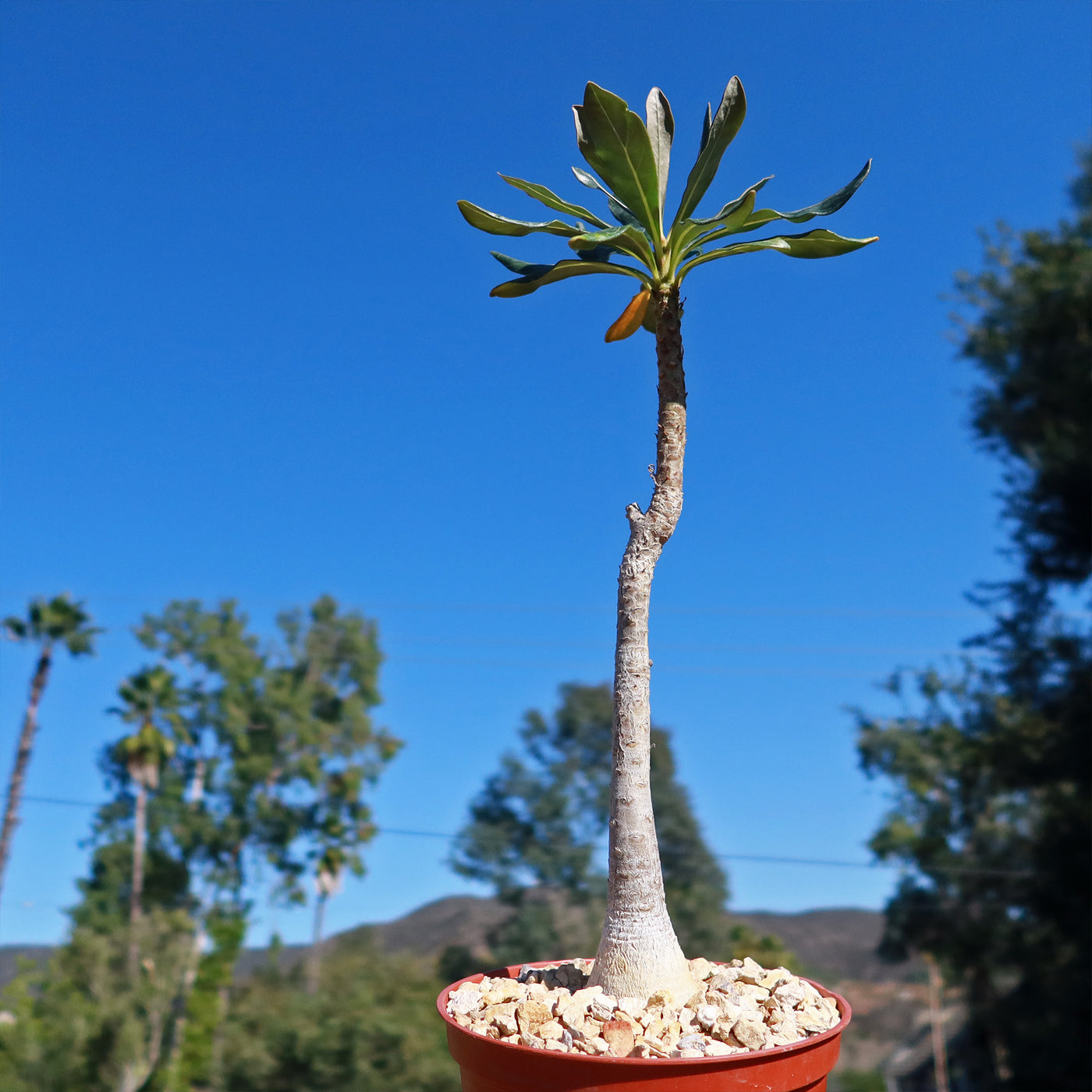 Adenium socotranum desert rose