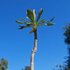 Adenium socotranum desert rose