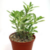 Adenium somalense