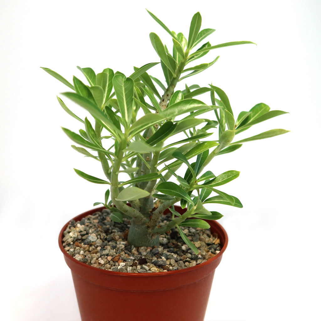 Adenium somalense