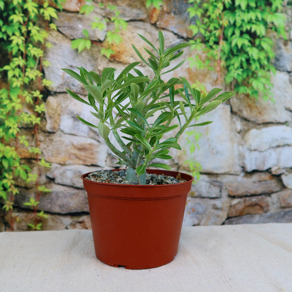 Adenium somalense