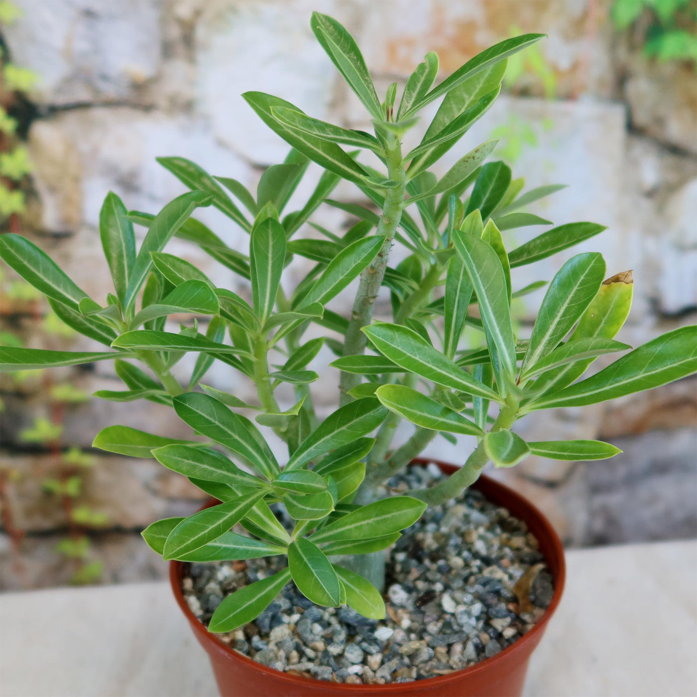 adenium succulent plants Adenium somalense – Planet Desert