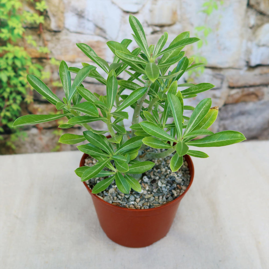Adenium somalense