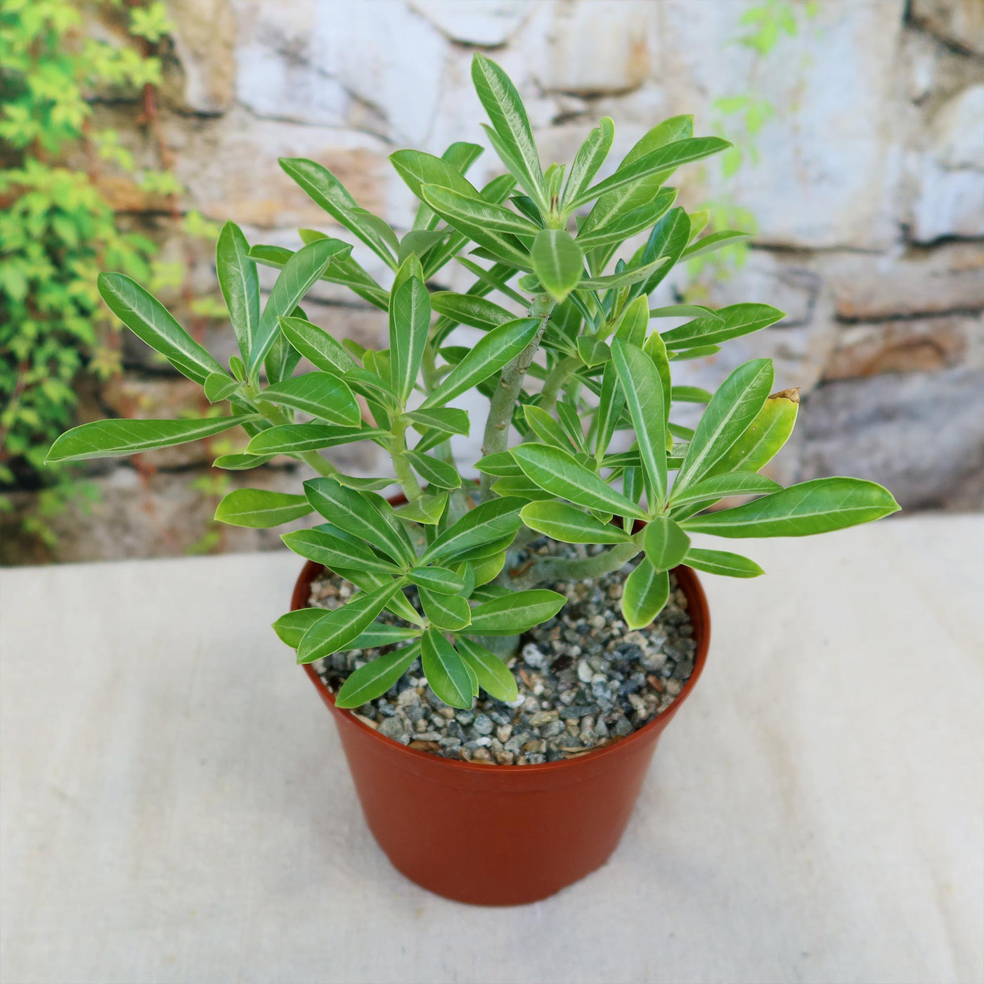Adenium somalense