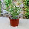 Adenium somalense