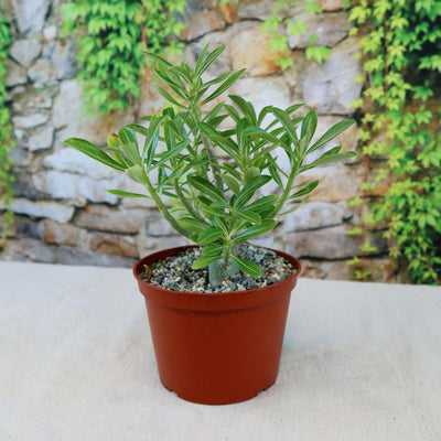 Adenium somalense