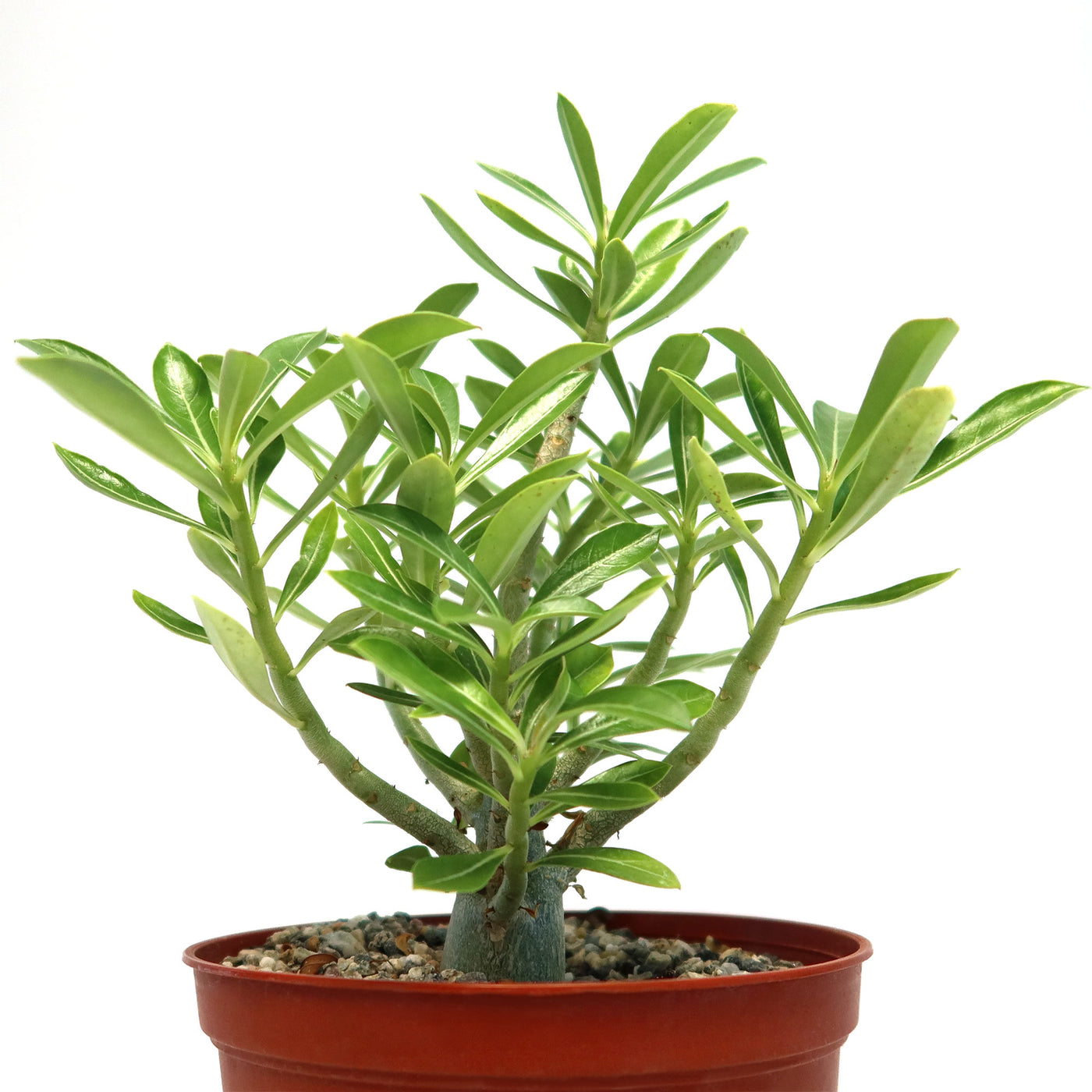 succulent brown stem green leaves Adenium somalense – Planet Desert