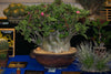 Adenium Obesum Shada