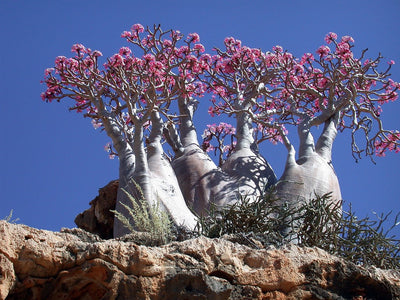 Adenium socotranum desert rose