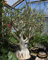 Adenium somalense