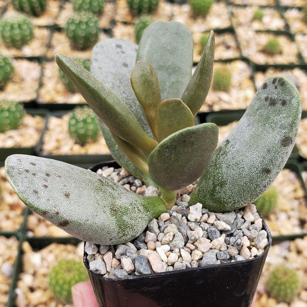Adromischus alstonii