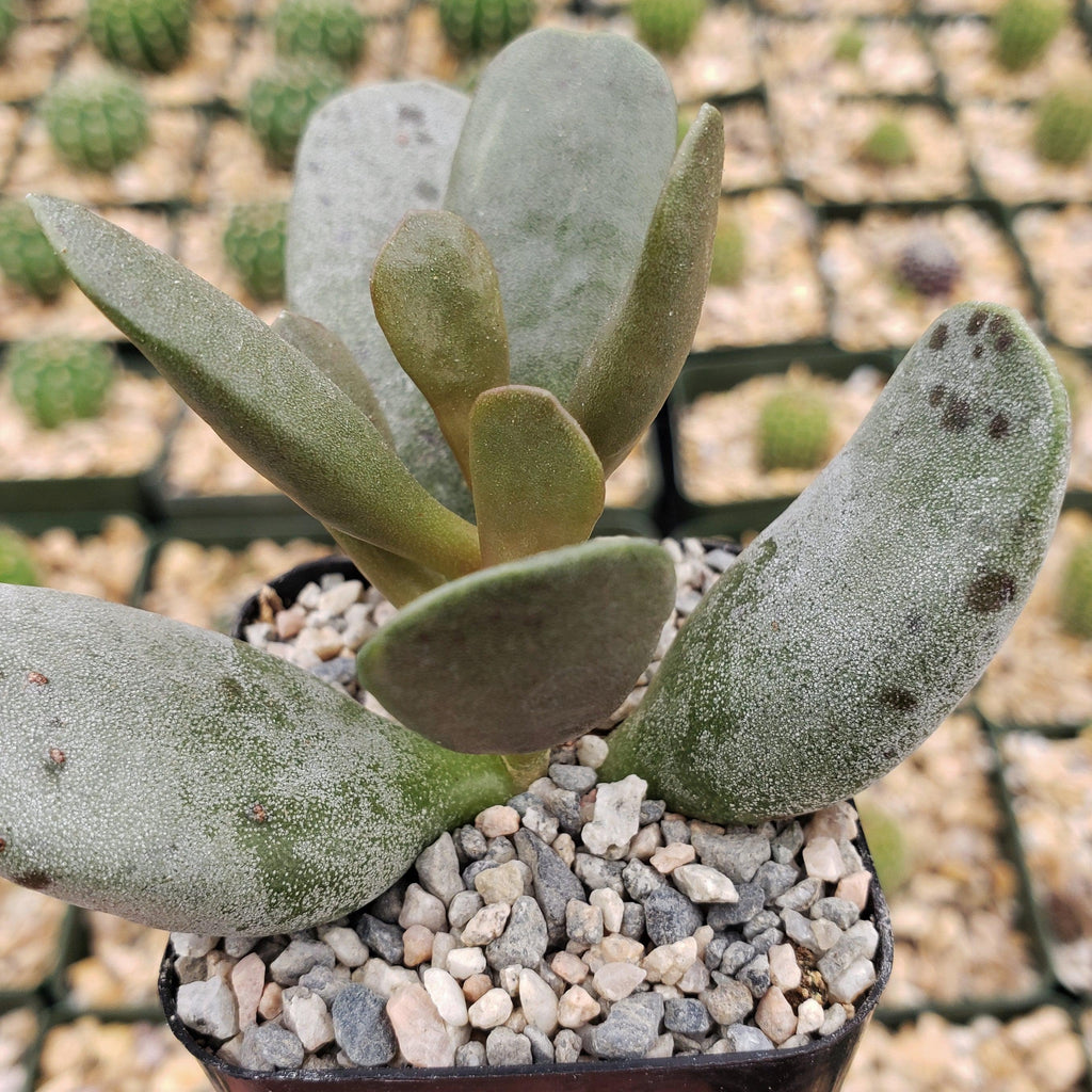 Adromischus alstonii
