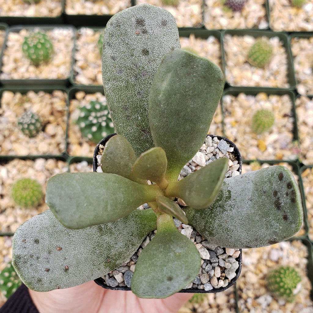 Adromischus alstonii