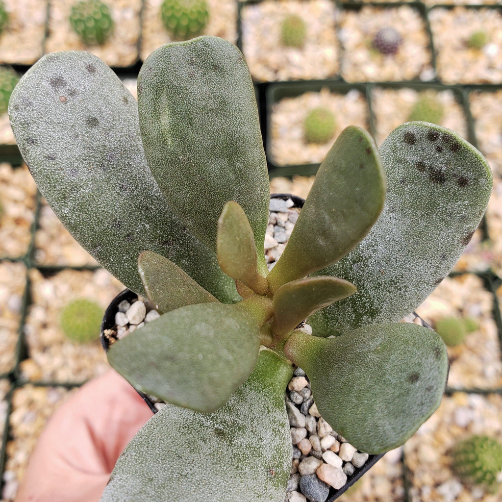 Adromischus alstonii