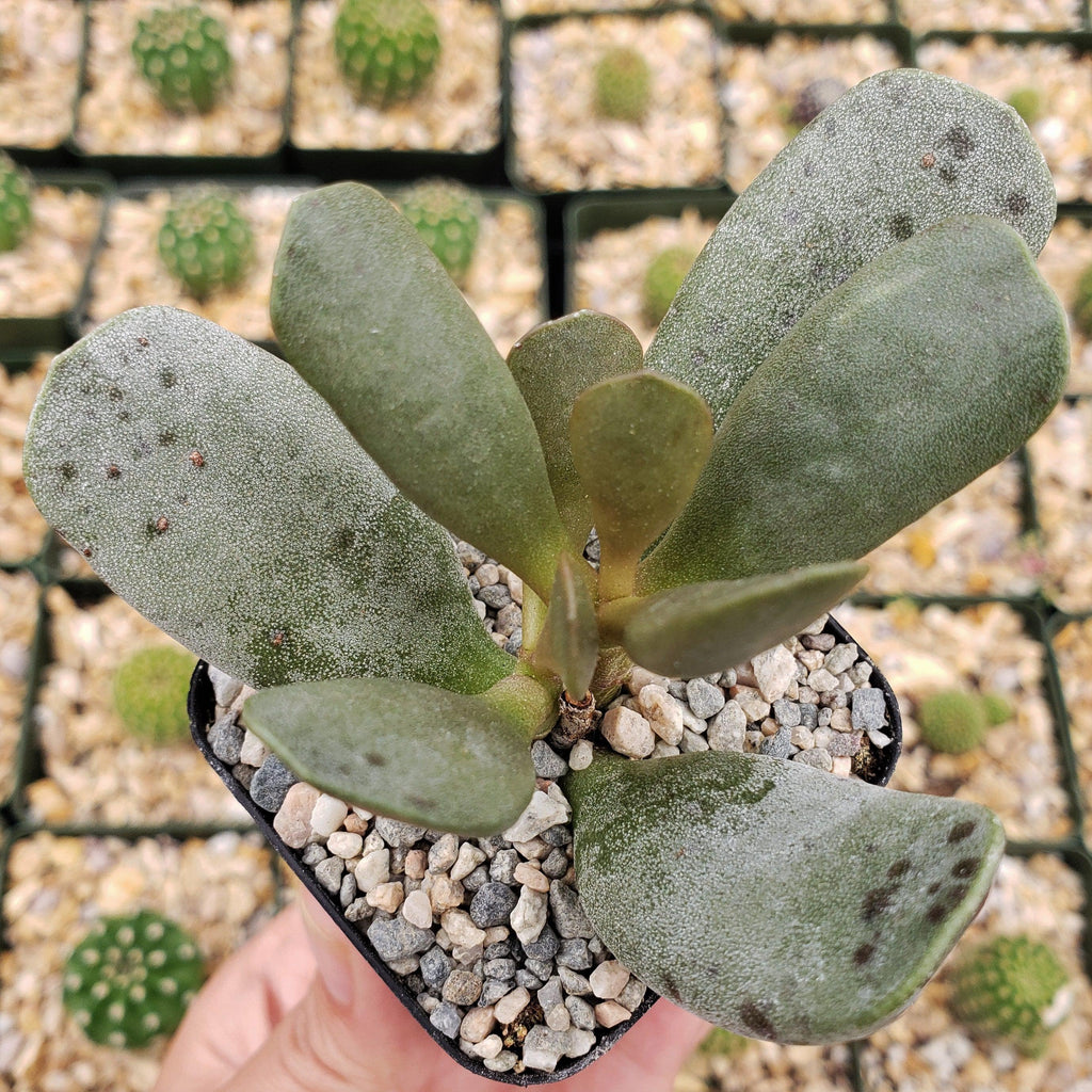Adromischus alstonii