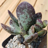 Adromischus maculatus