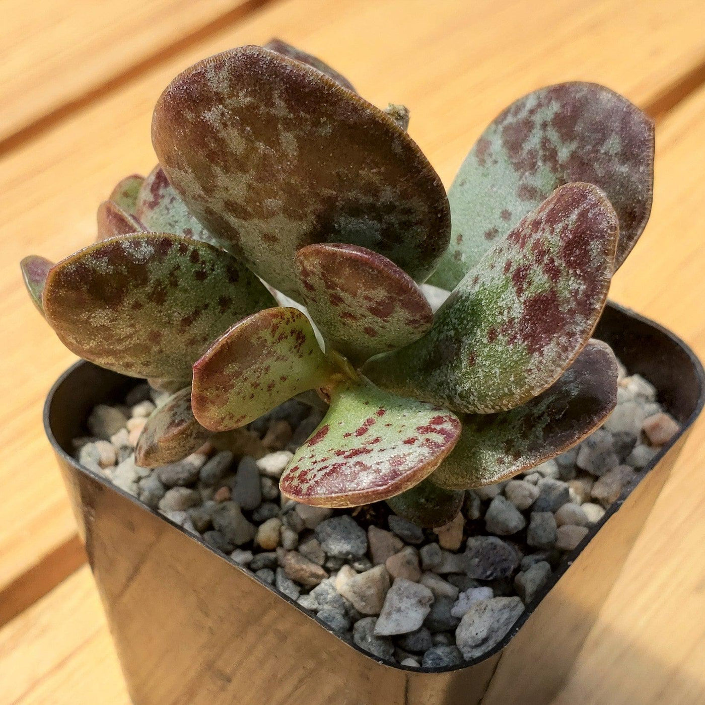 calico heart succulent Buy Adromischus Maculatus “Calico Hearts”