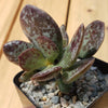 Adromischus maculatus