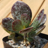 Adromischus maculatus