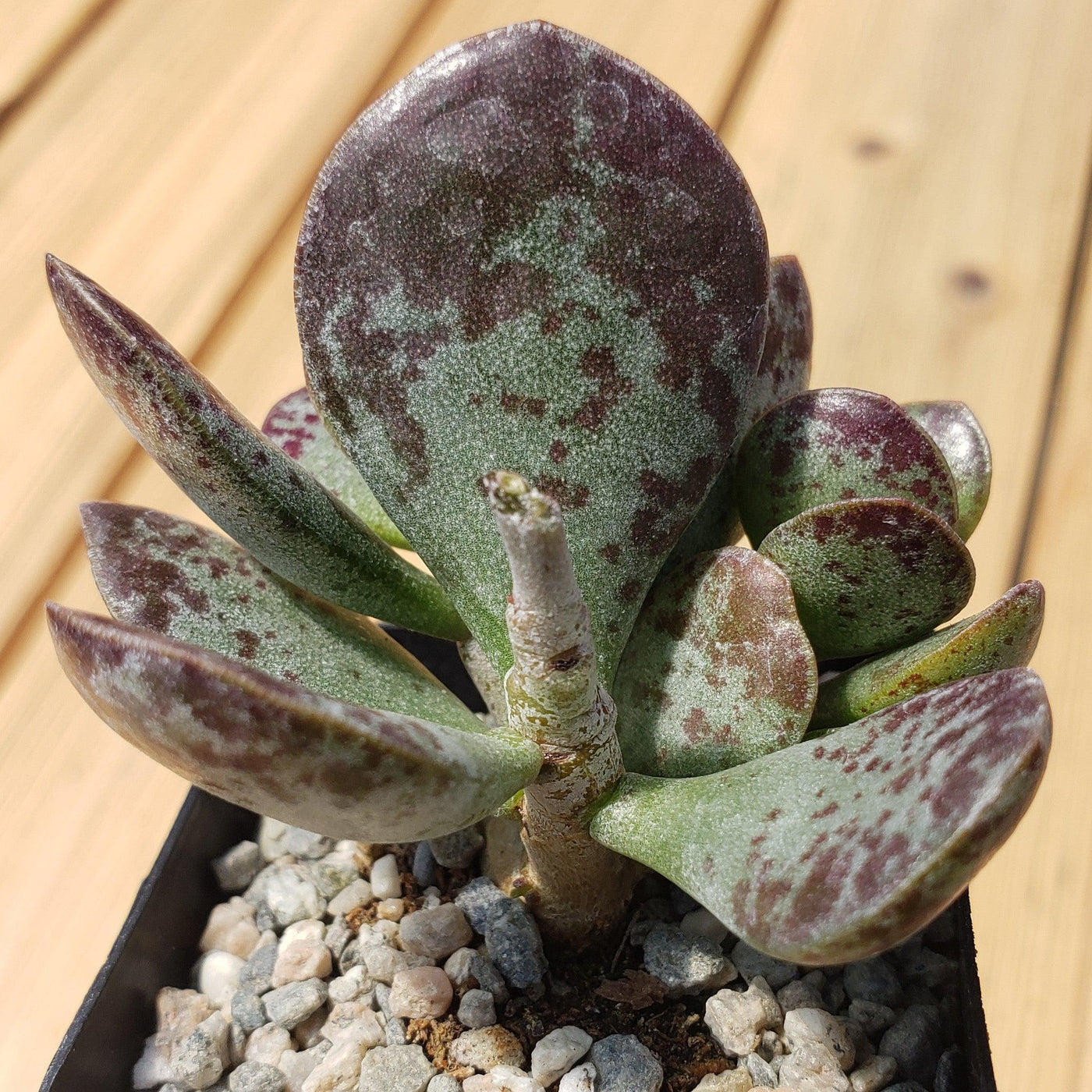 calico hearts succulent care Buy Adromischus Maculatus “Calico Hearts”