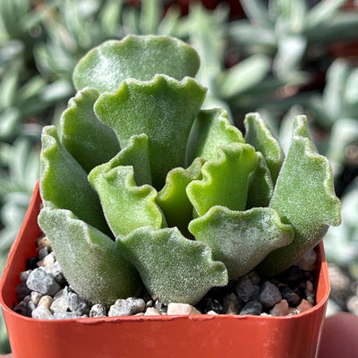 crinkly leaf house plant Crinkle Leaf Plant ‘Adromischus cristatus’ 4" Pot