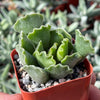 Crinkle Leaf Plant ‘Adromischus cristatus’