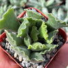 Crinkle Leaf Plant ‘Adromischus cristatus’