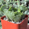 Crinkle Leaf Plant ‘Adromischus cristatus’