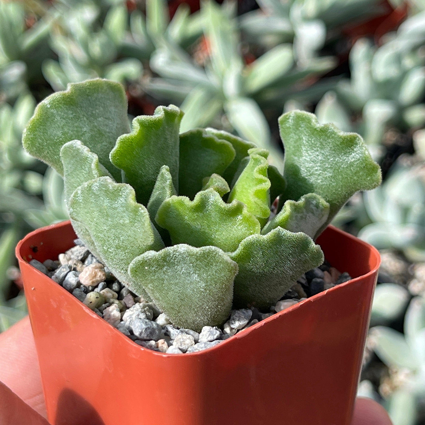 crinkle leaf plant succulent Crinkle Leaf Plant ‘Adromischus cristatus’ 2" Pot