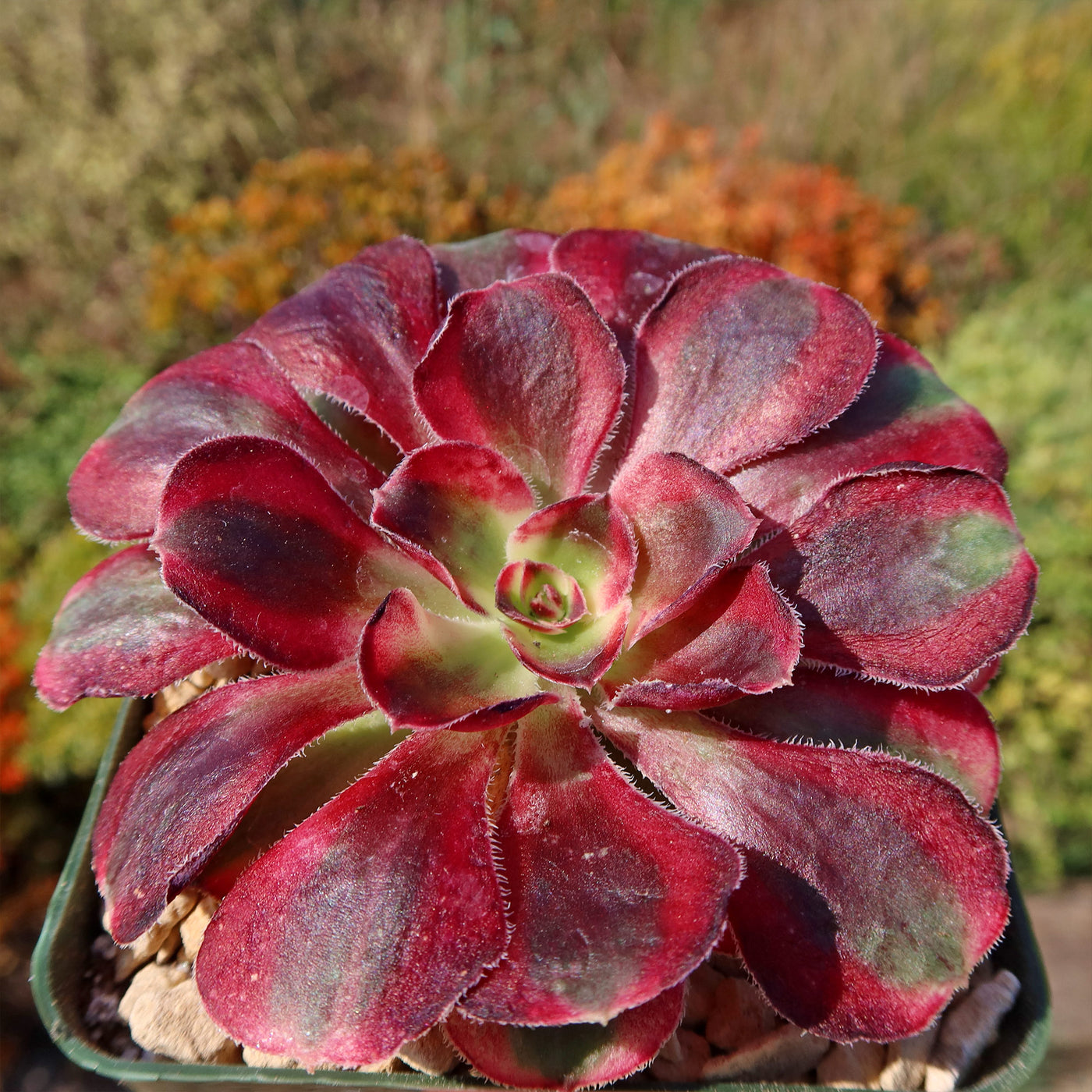 Aeonium chanel