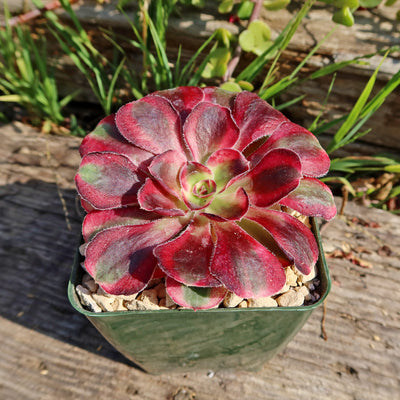 Aeonium chanel