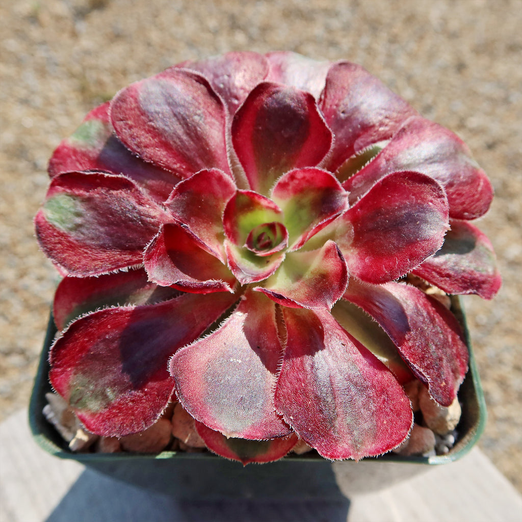 Aeonium chanel