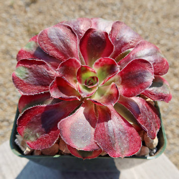 aeonium succulent plant care Aeonium chanel