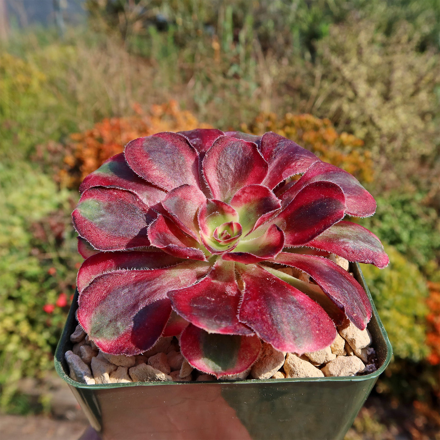 habersham geo scented succulents Shop 'Aeonium chanel' Care and Growing Guide