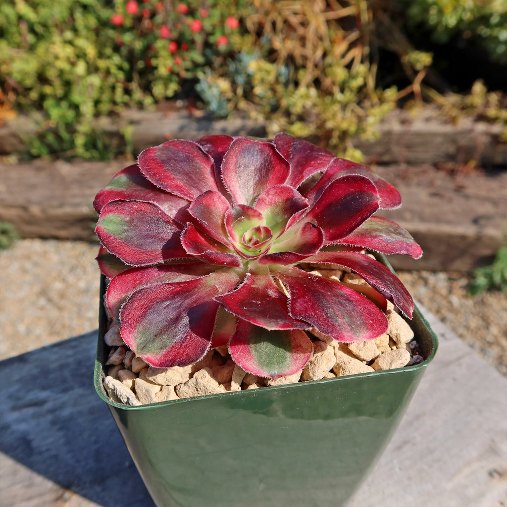 Aeonium chanel