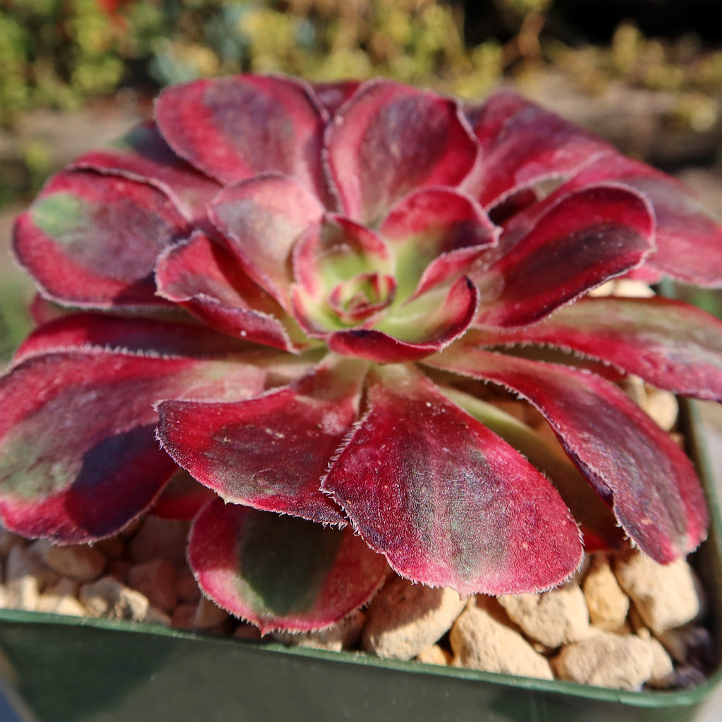 Aeonium chanel