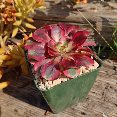 Aeonium chanel