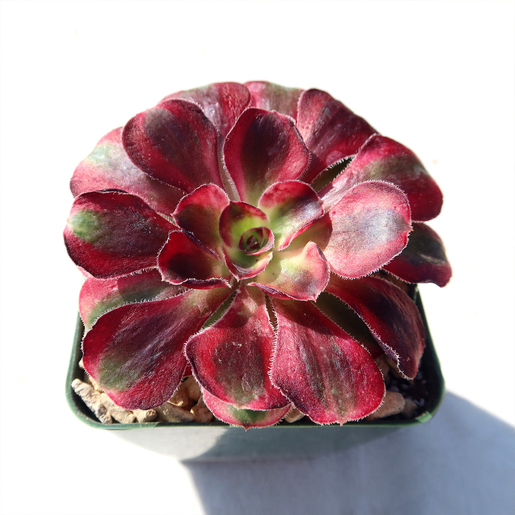 Aeonium chanel