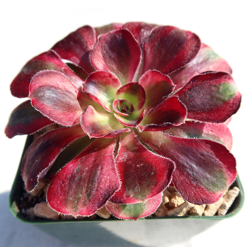 Aeonium chanel