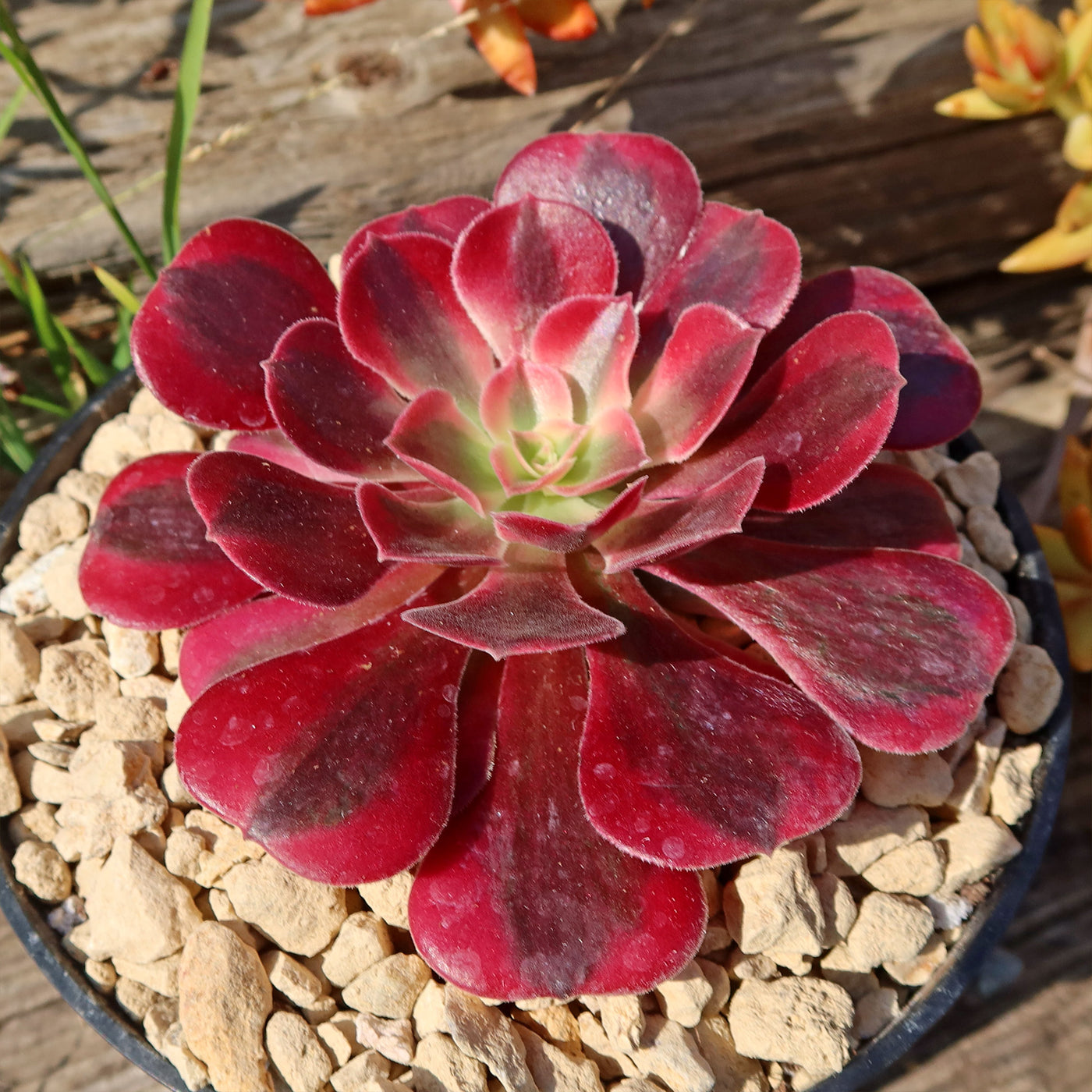 Aeonium chanel