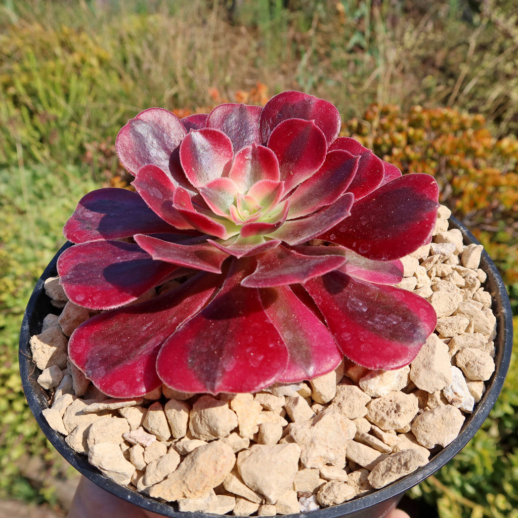 Aeonium chanel