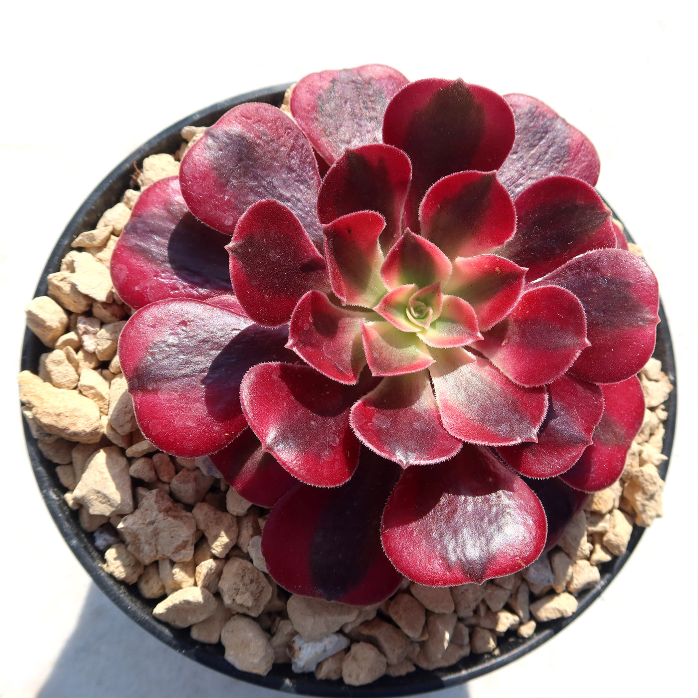 Aeonium chanel