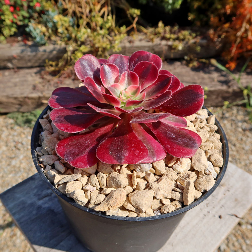 Aeonium chanel