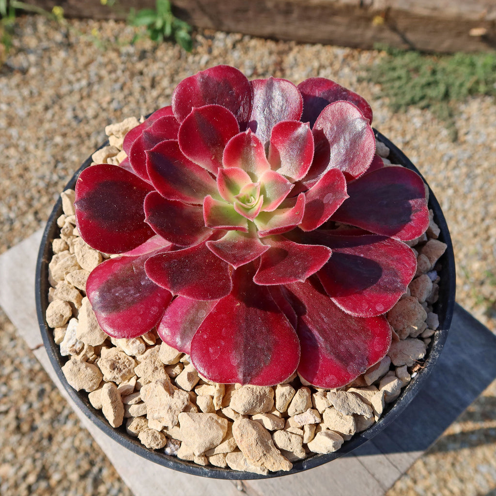 Aeonium chanel
