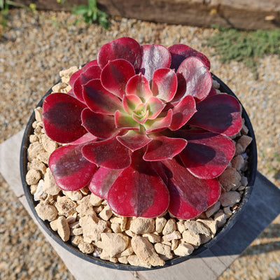 Aeonium chanel