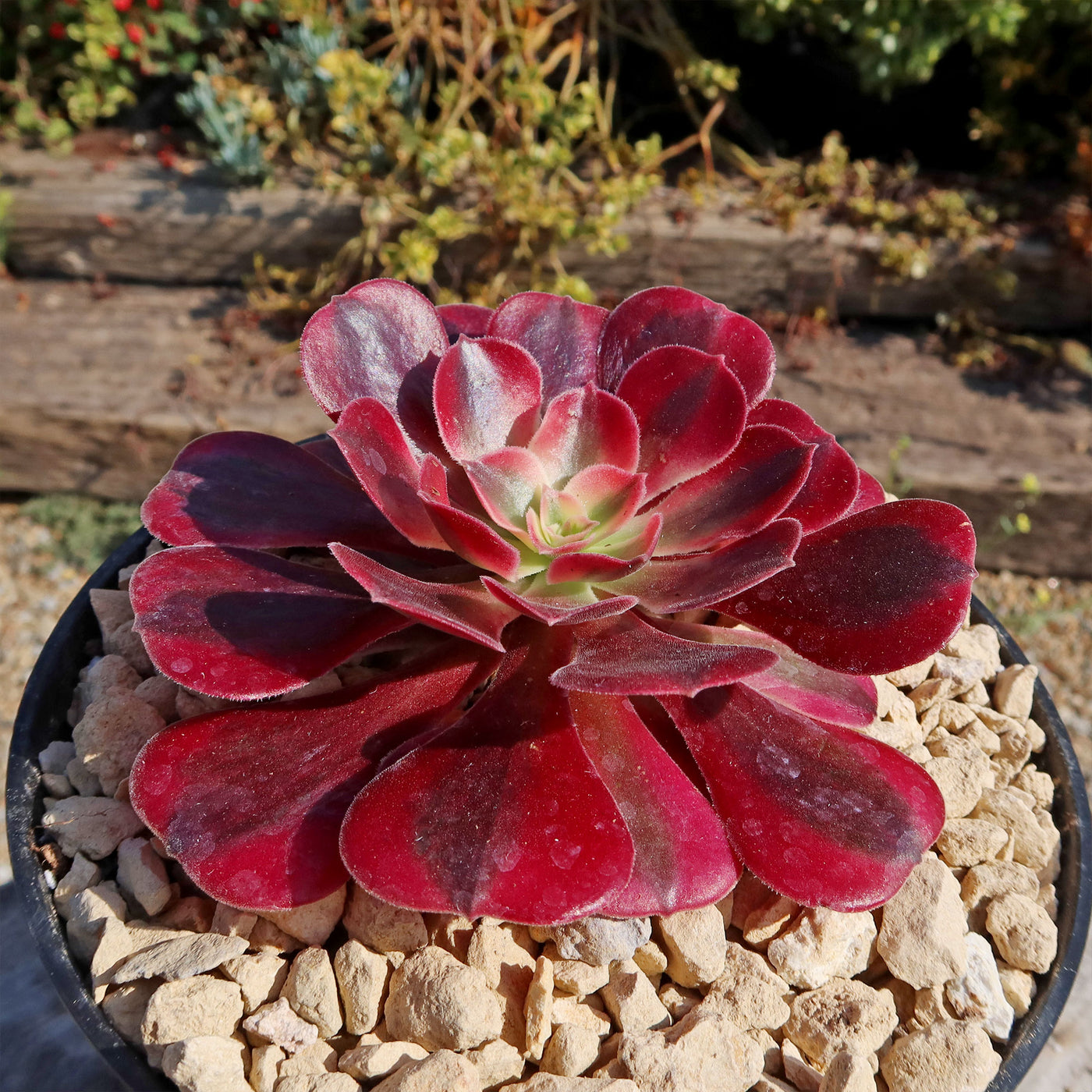 Aeonium chanel