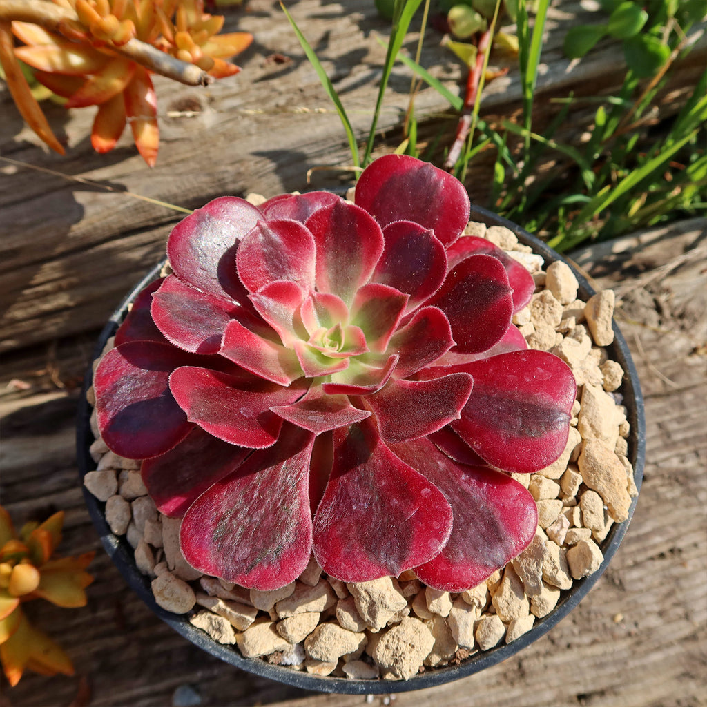 Aeonium chanel