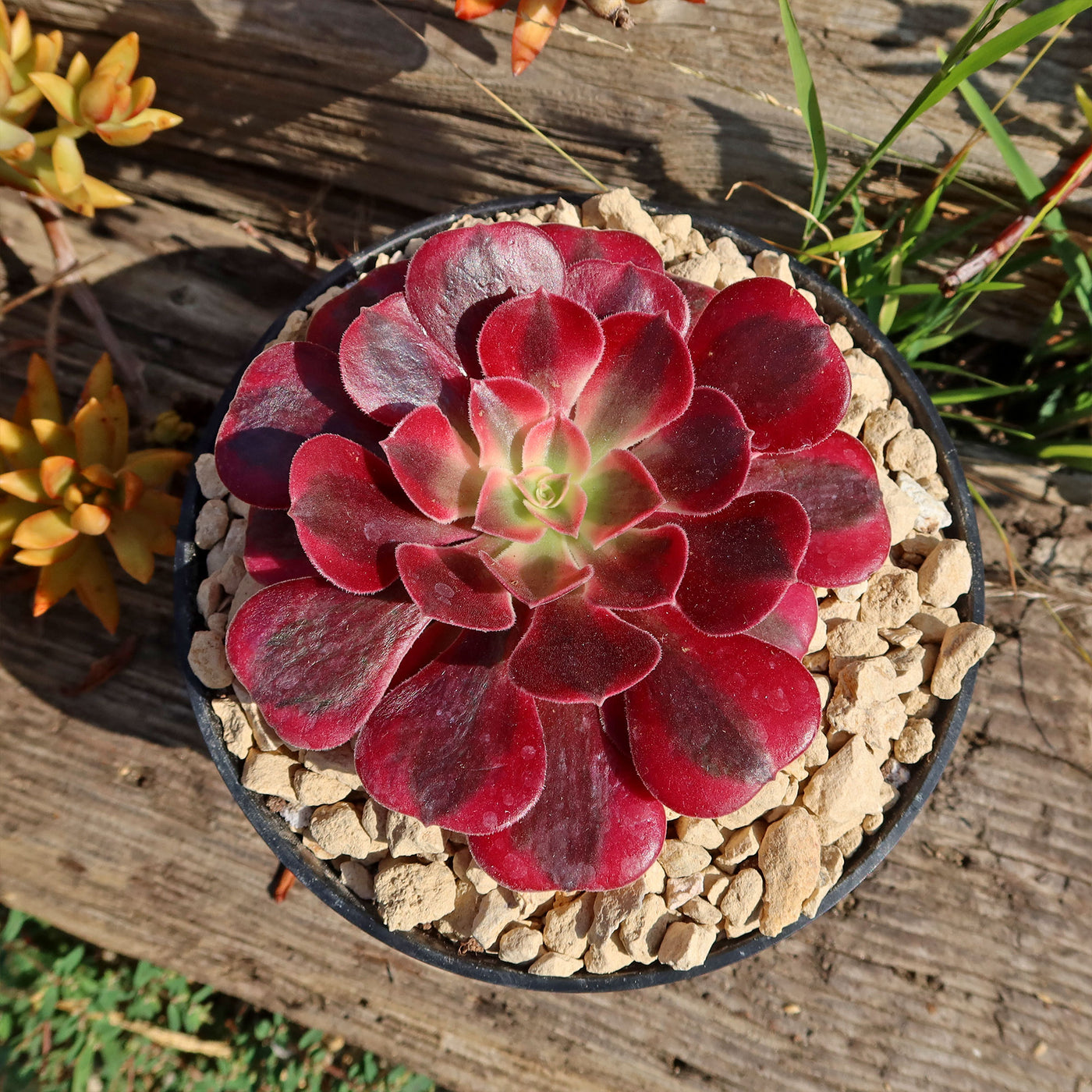 chanel succulent Aeonium chanel 4" Pot